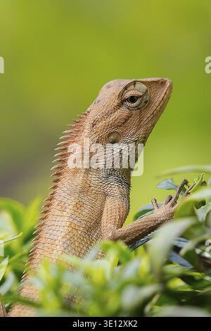 Oriental garden lizard looking up while climbing on a green bush Stock Photo