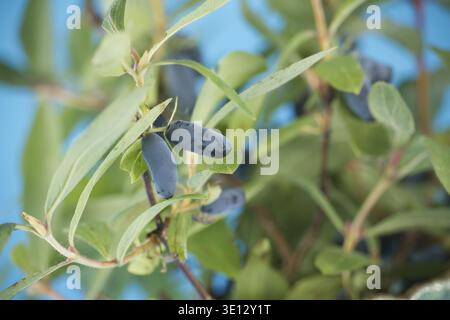 A close-up shot showcases the elegant, elongated shape and deep blue hue of ripening honeyberries on a vibrant green shrub against blue background Stock Photo