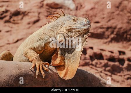 Green Iguana sitting on red rock. Wild animal. Wildlife. Lizard posing on dry rock Stock Photo