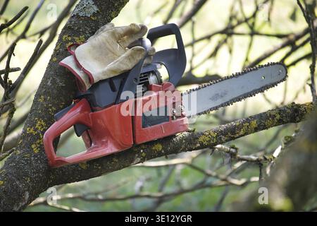 Red chainsaw and work gloves on a tree branch in a sunny outdoor setting suggesting forestry work and garden maintenance Stock Photo