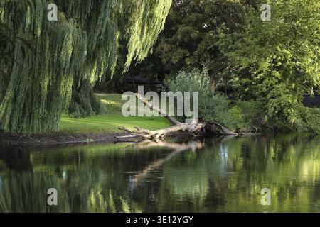 A picturesque view of a willow tree and a fallen trunk reflected in the tranquil waters of a pond on a summer day Stock Photo