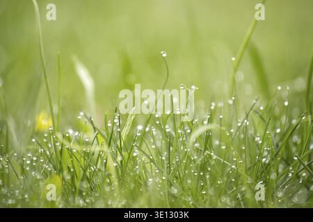 Dewdrops glistening on vibrant green grass, captured beautifully with a blurred, natural background, evoke a calm morning scene rich in tranquility an Stock Photo