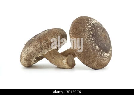 Close-up image of two fresh shiitake mushrooms showcasing their texture and natural detail Stock Photo
