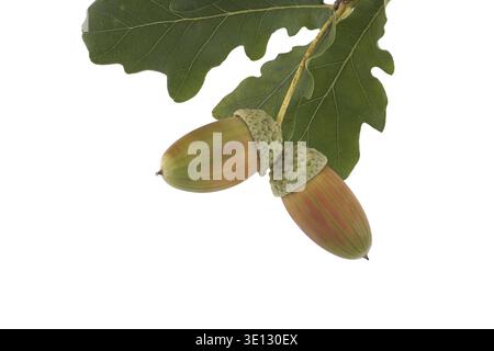 Two fresh acorns with vibrant green oak leaves, isolated on a white background. Perfect for nature, autumn themes, and educational purposes Stock Photo