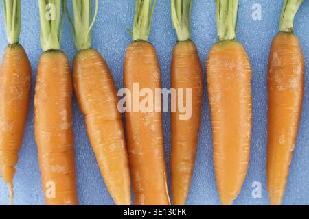 A detailed view of six fresh, orange carrots with green tops displayed on a textured blue background, emphasizing their natural texture and color Stock Photo