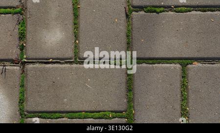 Green moss growing in the gaps between gray concrete paving stones. Close up. Stock Photo