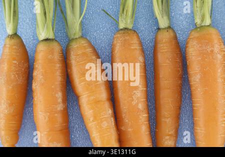Close-up of fresh, organic carrots neatly arranged on a textured blue background, emphasizing healthy eating and sustainable farming practices Stock Photo