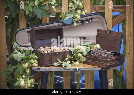 Rustic scene featuring wooden boxes filled with nuts and dried leaves, surrounded by hop vines. An open violin case adds a musical touch in this outdo Stock Photo