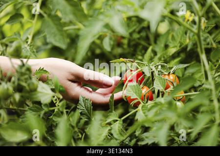 Ripe tomatoes in garden ready to harvest. The farmer hands checking tomatoes. Farmer works in a greenhouse. Harvest concept. Rural scene. Agricultural Stock Photo