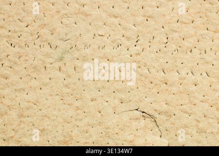Dried biscuits. Tiny dark specks dot the surface unevenly. Small crack curves near bottom right corner Stock Photo