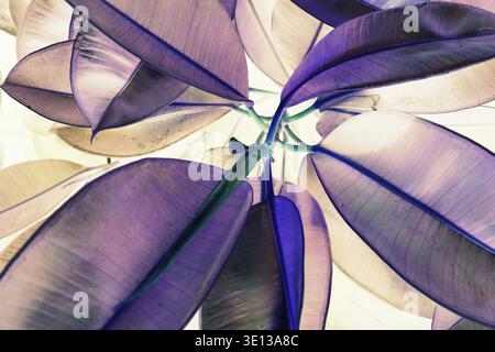 Natural Leaf Texture Background. Closeup of Green Fiddle Fig, Plant Leaf Surface. Top View Stock Photo