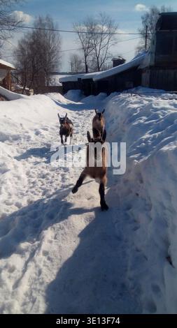 Goats young kids on a snowy path in the yard Stock Photo