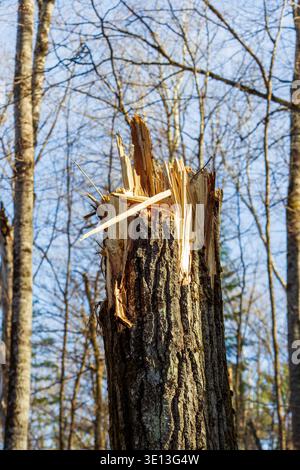 A broken tree trunk in the forest Stock Photo