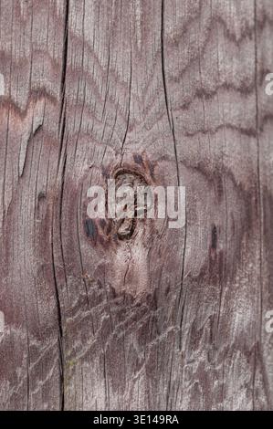Close-up of weathered wooden surface with prominent knot and natural grain texture Stock Photo