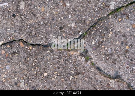 A top-down view of a Y-shaped crack in an old, stony asphalt surface with small green plants emerging from the fissure. Stock Photo