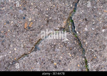 A detailed textural shot of a deep, diagonal fracture in rough concrete, showing tiny green weeds taking root. Stock Photo