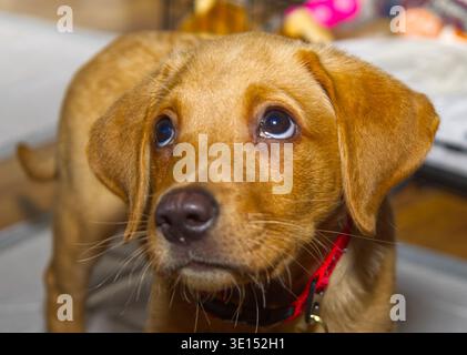 Sad Puppy eyes Labrador puppy Stock Photo
