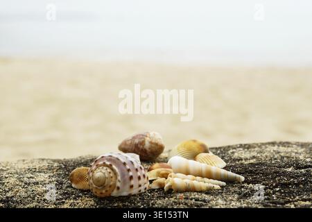 Different seashells and sand on wooden surface Stock Photo