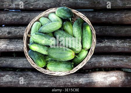 Wicker basket filled with fresh cucumbers picked from field on wooden board. View from above Stock Photo