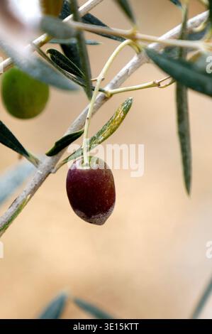 Close up of the ripe dark olive on a branch of the Spanish Mediterranean Olea europaea Nevadilo Blanco. Stock Photo