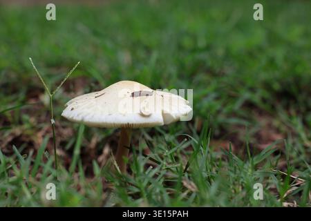 Two small mushrooms growing in grass with soft natural light and shallow depth of field. Stock Photo