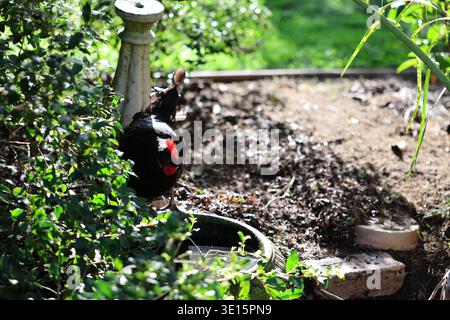 Chickens gathered around a water bowl in a garden setting with greenery and sunlight Stock Photo