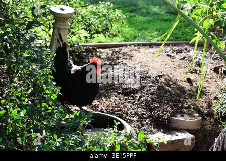 Chickens gathered around a water bowl in a garden setting with greenery and sunlight Stock Photo