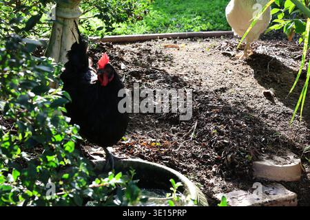 Chickens gathered around a water bowl in a garden setting with greenery and sunlight Stock Photo