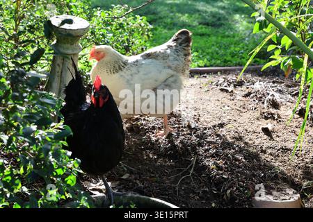 Chickens gathered around a water bowl in a garden setting with greenery and sunlight Stock Photo