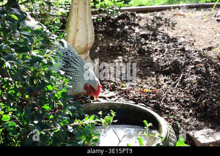 Chickens gathered around a water bowl in a garden setting with greenery and sunlight Stock Photo