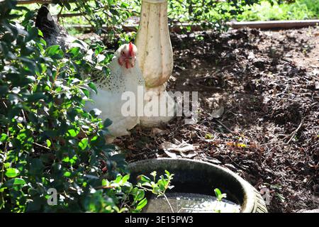 Chickens gathered around a water bowl in a garden setting with greenery and sunlight Stock Photo