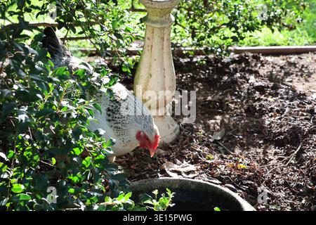 Chickens gathered around a water bowl in a garden setting with greenery and sunlight Stock Photo