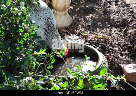 Chickens gathered around a water bowl in a garden setting with greenery and sunlight Stock Photo