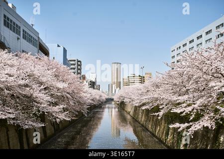 Canal lined with blooming cherry trees and apartment buildings. Stock Photo