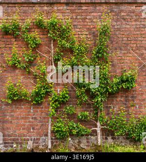 Espalier pear tree (Pyrus communis 'Conference') with fruit trained on brick wall in Kylemore Abbey Victorian Walled Garden, County Galway, Ireland. Stock Photo