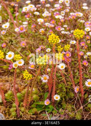 Yellow blooms of Petrosedum rupestre with Erigeron karvinskianus Mexican fleabane daisies in Kylemore Abbey walled garden, Connemara, Ireland. Stock Photo