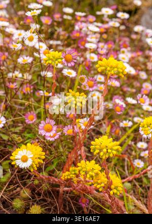 Yellow blooms of Petrosedum rupestre with Erigeron karvinskianus Mexican fleabane daisies in Kylemore Abbey walled garden, Connemara, Ireland. Stock Photo