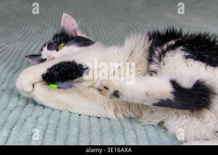 Beautiful cat playing with a mouse toy on a bed Stock Photo