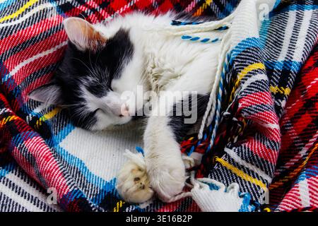 Cute lazy cat is lying on a checkered plaid Stock Photo