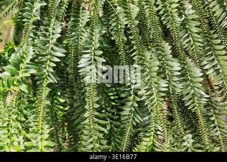 Geometric branches of Araucaria bidwillii Bunya Pine in botanical garden. Detailed close-up shot showcasing unique symmetrical branching and sharp Stock Photo