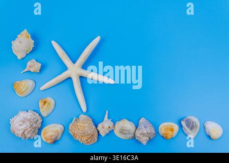 Seashells and starfish on pastel blue background. Top view, copy space. Summer vacations concept Stock Photo