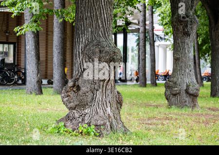 Tree trunk with large burls growing in a city park on a sunny day Stock Photo