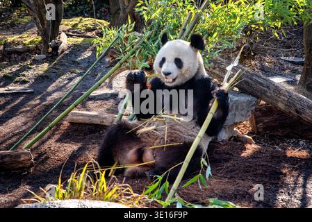 Giant panda sitting on the ground and chewing bamboo in Schönbrunn Zoo in Vienna, Austria. Adorable black and white bear feeding among bamboo branches Stock Photo