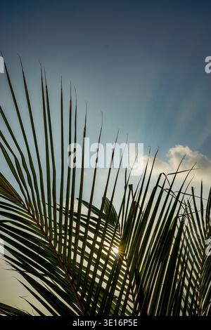 Palm tree fronds backlit by sunlight against blue sky with scattered clouds, tropical outdoor nature scene. Stock Photo