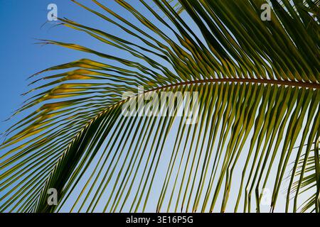 Palm tree frond illuminated by sunlight against clear blue sky in tropical outdoor environment. Stock Photo