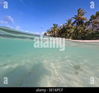 Tropical palm trees along sandy beach with clear shallow ocean water seen from split-level above and below water perspective. Stock Photo
