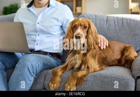 Cocker spaniel resting by owner with laptop on sofa at home pet friendly workspace Stock Photo