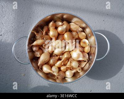 Freshly harvested shallots are placed in a stainless steel bowl on a gray surface Stock Photo
