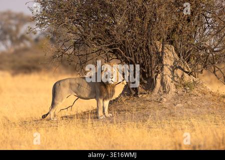 A powerful male lion standing alert next to a termite mound in the Moremi Game Reserve, Okavango Delta, Botswana. Stock Photo