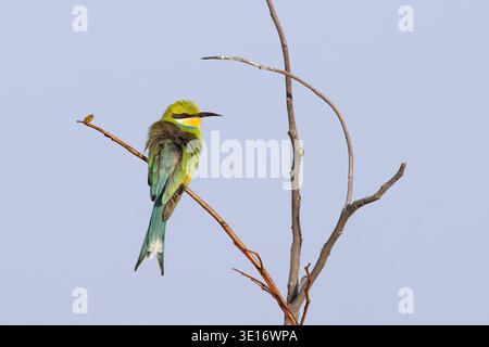 A colorful Swallow-tailed Bee-eater perched on a delicate dry branch in Savuti, Chobe National Park, Botswana. Stock Photo